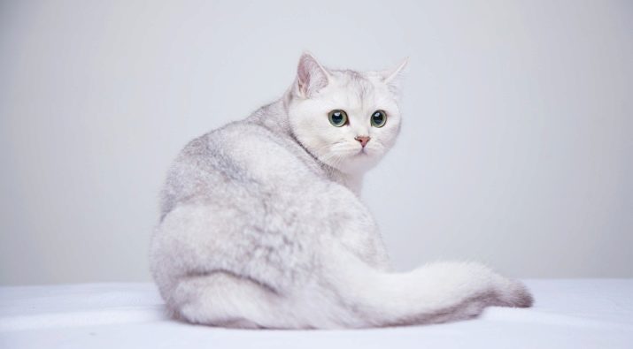 Кошки британской породы окрас серебристая шиншилла