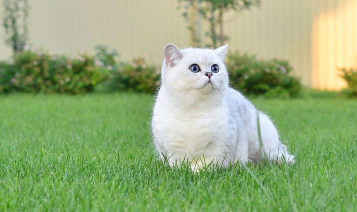 Британская порода кошек окрас серебряная шиншилла