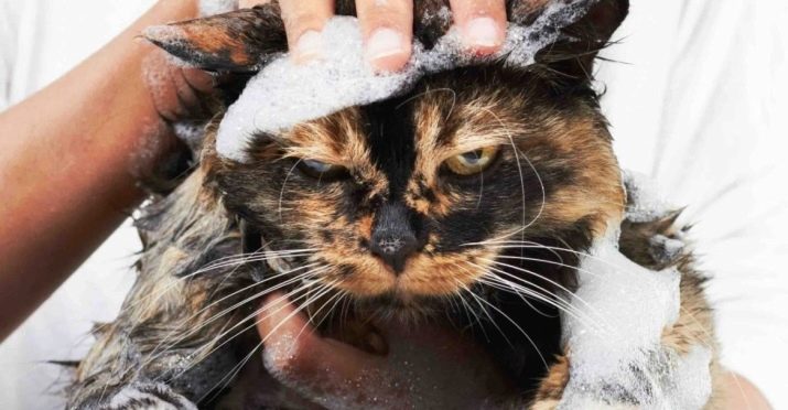 Сколько раз мыть кошку противогрибковым шампунем