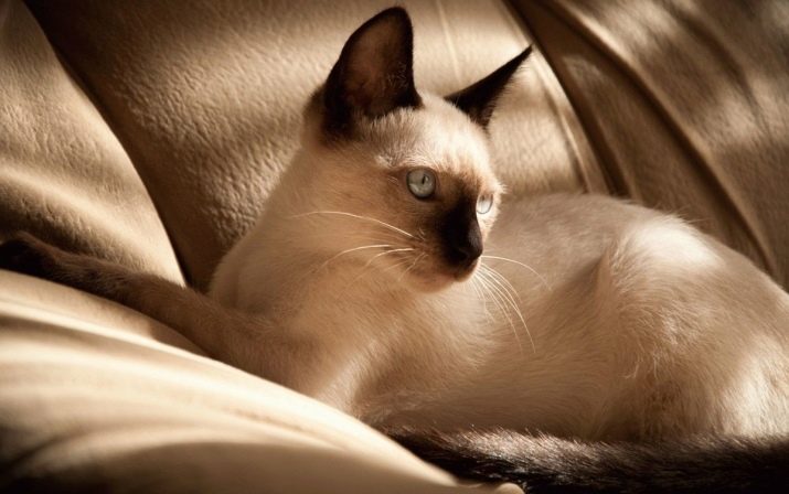 Сиамские кошки описание породы характер фото