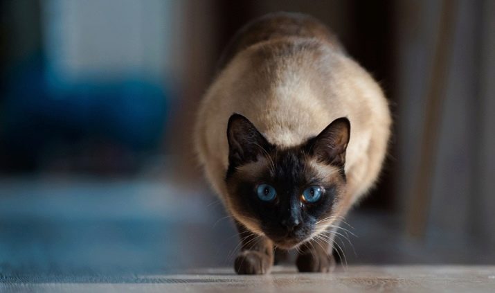 Сиамские кошки признак породы