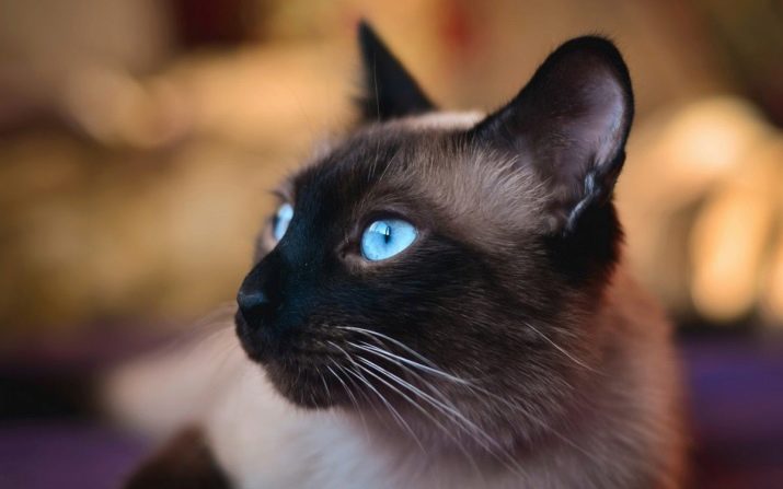Характеристика пород кошек сиамские