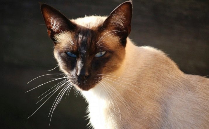 Порода сиамских кошек характер