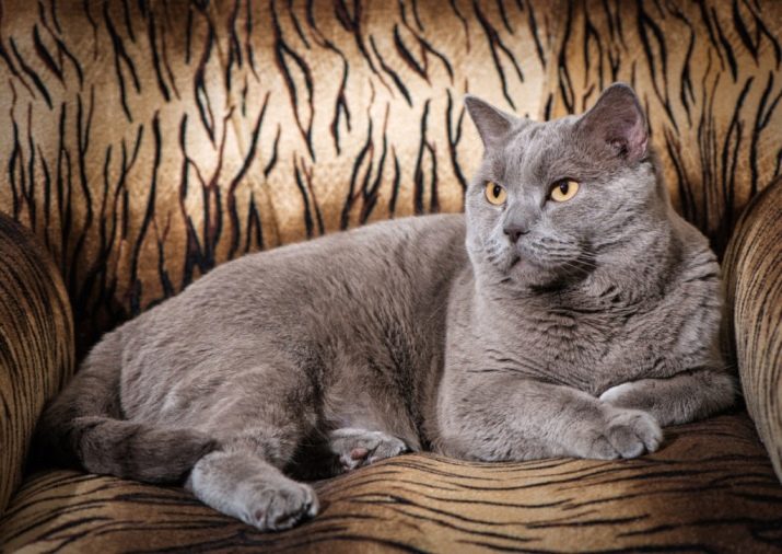 Сколько лет живут кошки породы британец