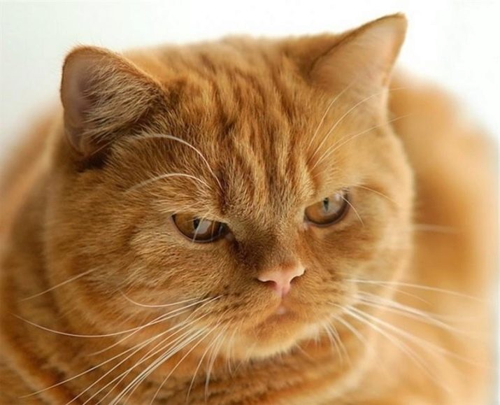 Продолжительность жизни кошек британской породы thumbnail