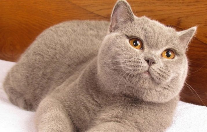 Все о кошках британской породы сколько живут