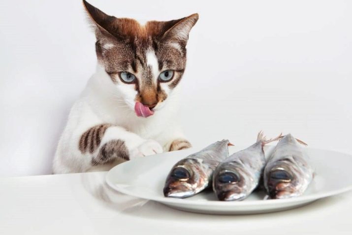 Сколько кошки давать сухой корм для thumbnail