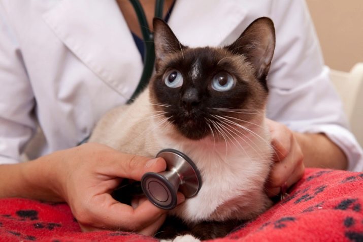 Сколько лет живут сиамские стерилизованные кошки