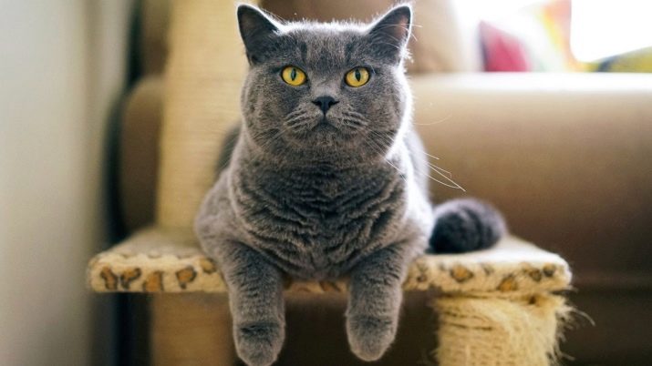 Имена для кошек британской породы серого цвета