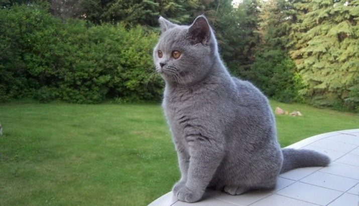 Имена для кошек британской породы серого цвета