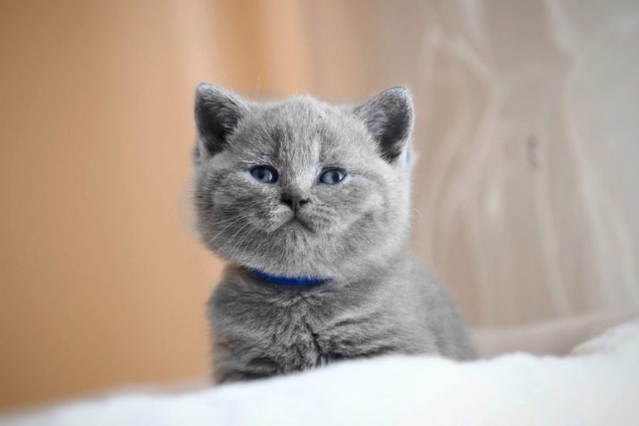Клички для кошек британской породы серого цвета thumbnail