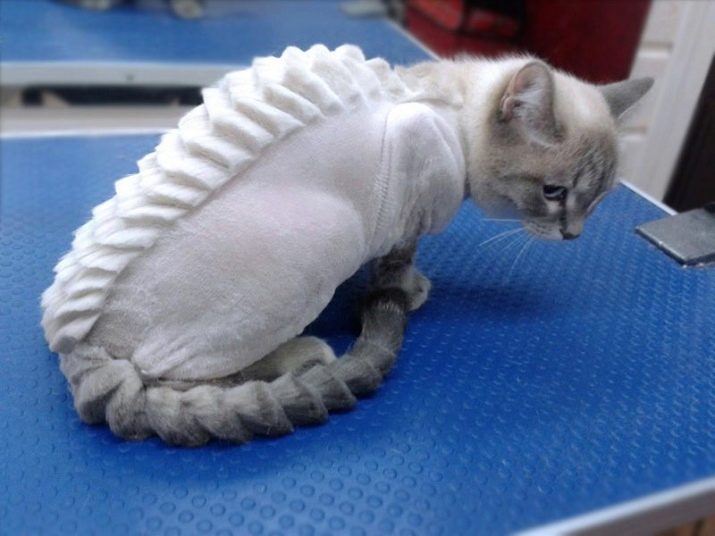 Стрижка кошек экзотической породы