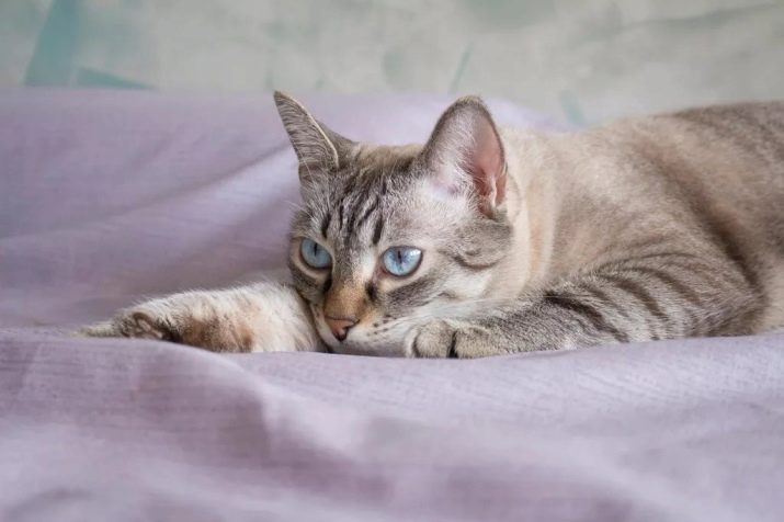 Порода тайская кошка виды окрасов