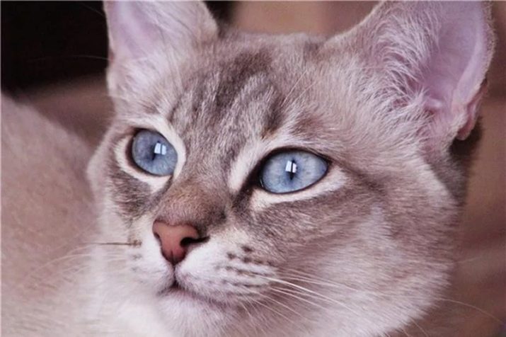 Какие есть окрасы тайские кошки