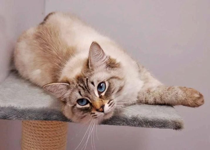 Какого цвета глаза у тайской кошки