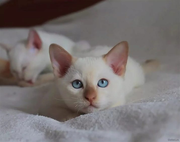 Окрасы тайская порода кошек