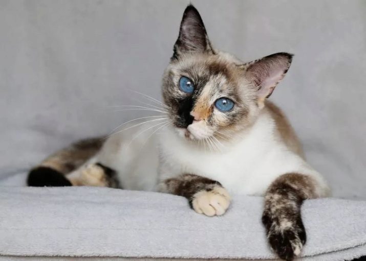 Тайские кошки описание породы окрас