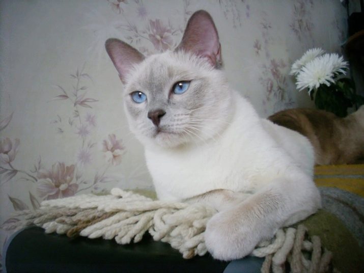 Тайская порода кошек окрасы фото