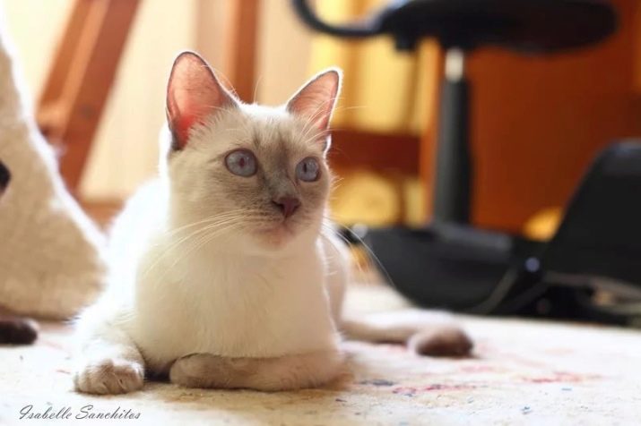 Тайская кошка какой цвет глаз