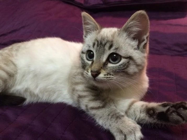 Тайская порода кошек с голубыми глазами