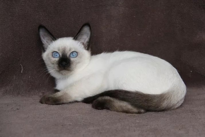 Кошка тайской породы окрас