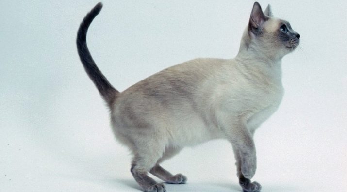 Тонкинская Кошка Фото