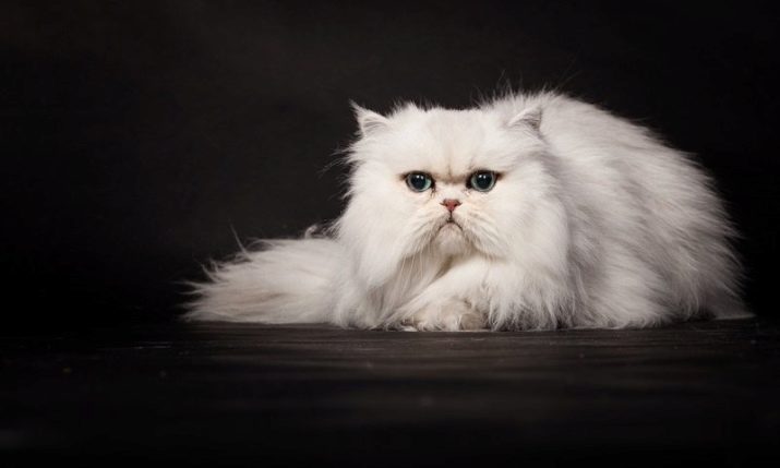 Белые кошки породы перс