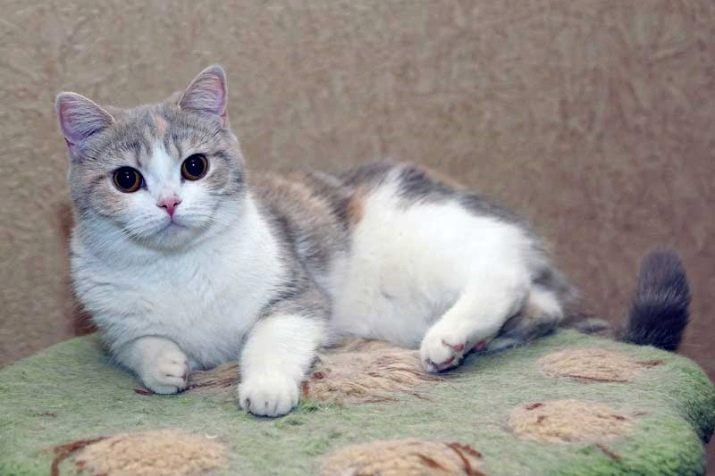 Британская порода кошек рыжая мраморная