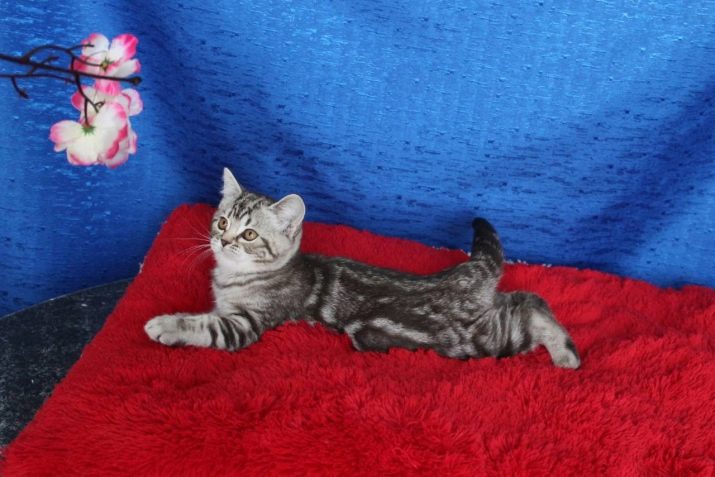 Британская голубая мраморная кошка с каким котом