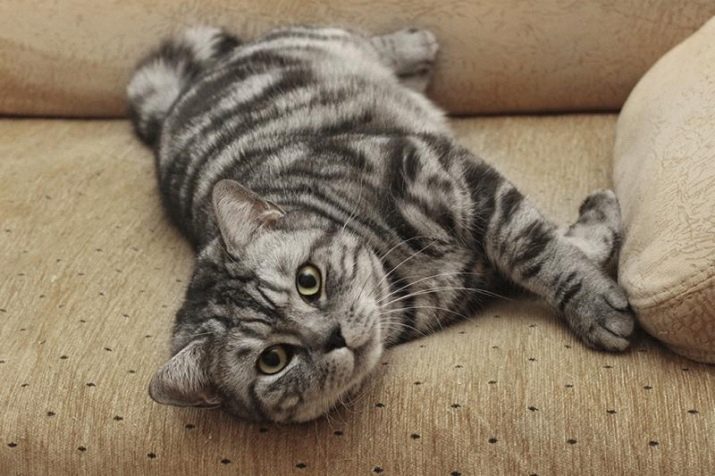Характер кошек британской породы мраморного окраса