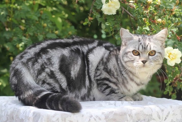 Характер кошек британской породы мраморного окраса