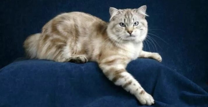 Кошка породы американский бобтейл фото