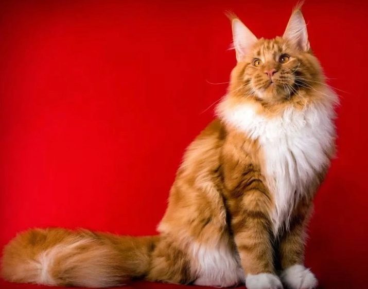 Порода кошек мэйкун фото рыжие
