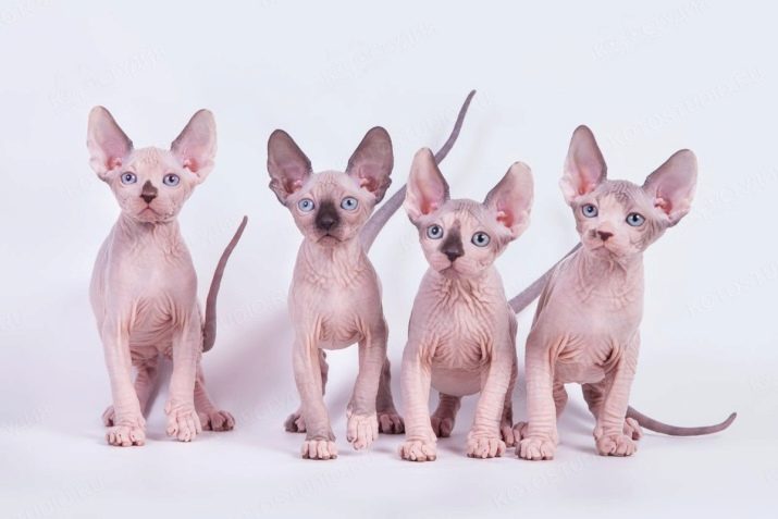 Клички кошек девочек породы сфинкс