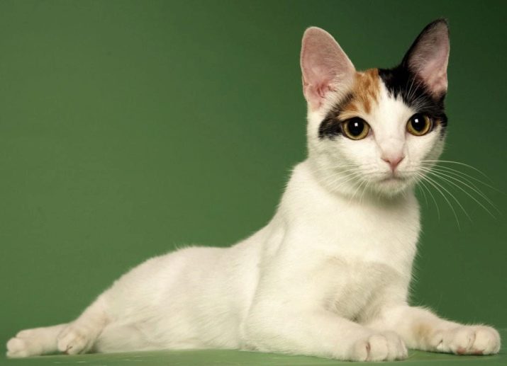 Японские кошки с большими глазами фото порода