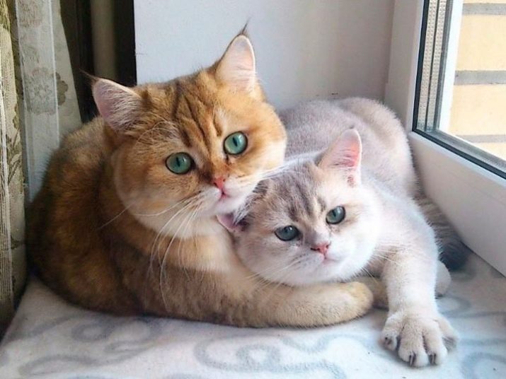 Фото кошек британской породы золотая шиншилла