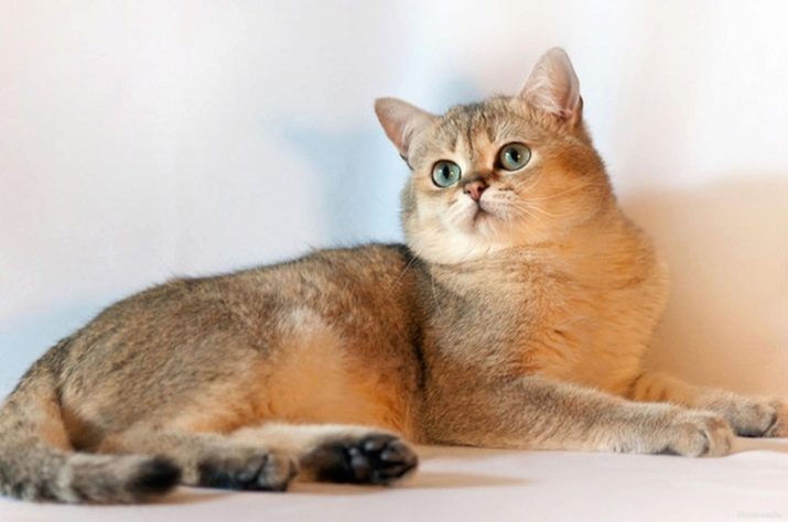 Порода кошек британцы золотая шиншилла