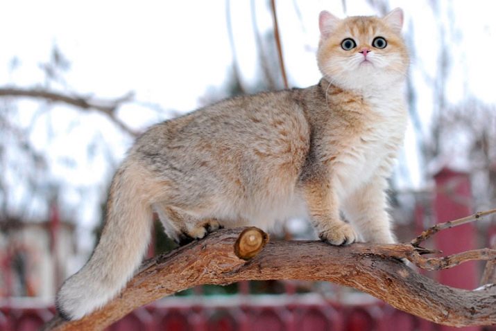 Золотая шиншилла кошка описание породы и характера