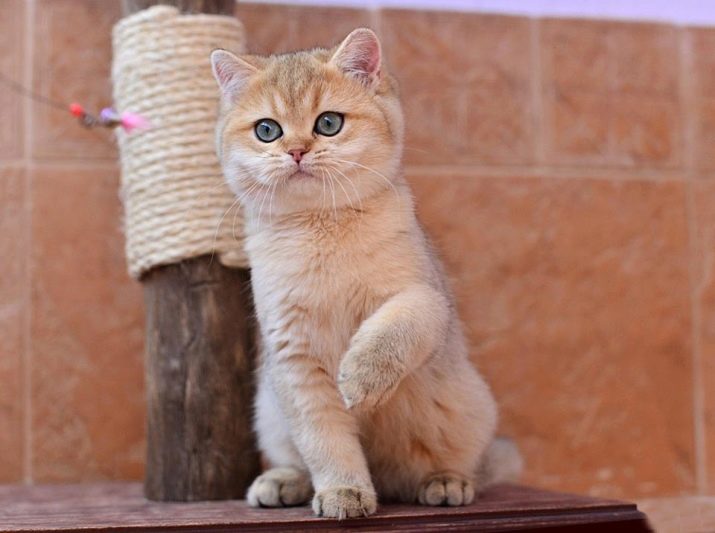 Фото кошек британской породы золотая шиншилла