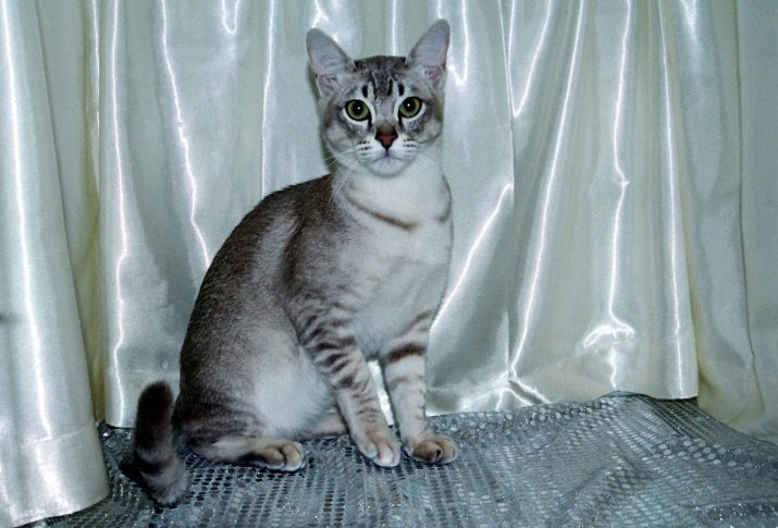Описание породы кошки азиатская табби