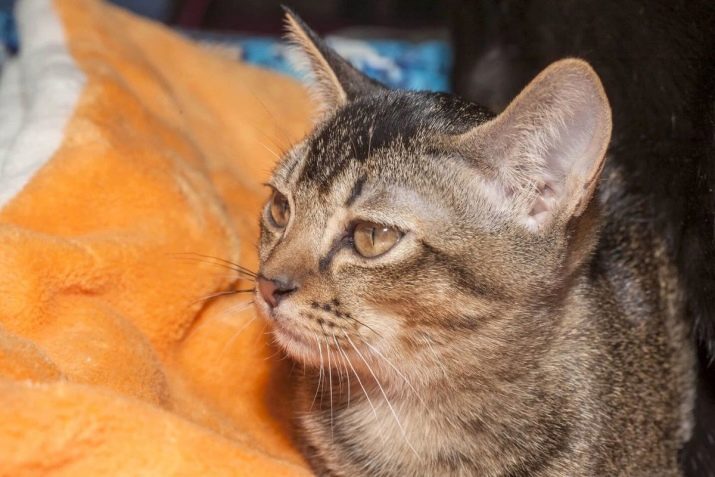 Порода кошки азиатская табби фото