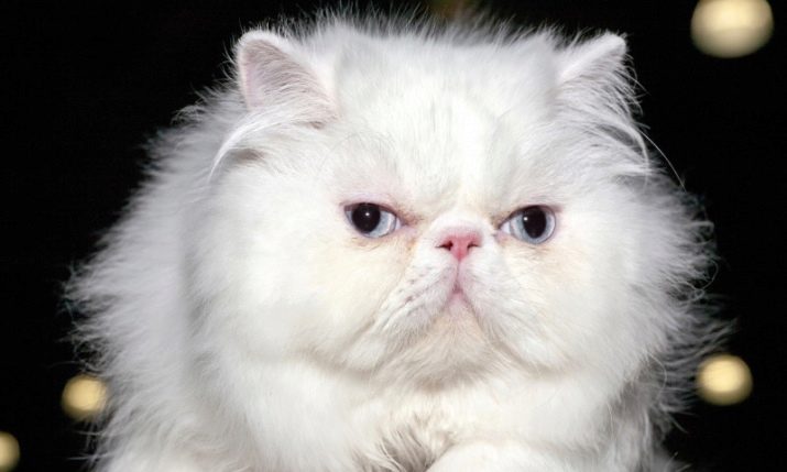 Фото красивой белой кошки с голубыми глазами порода
