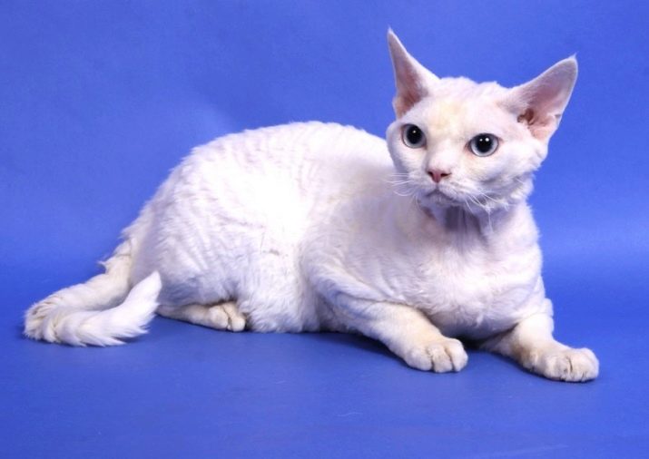 Фотографии породы белых кошек с голубыми глазами