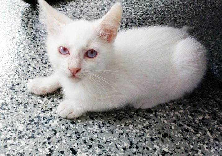 Порода белых кошек с синими глазами