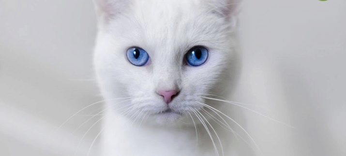Белые кошки с голубыми глазами пород фото