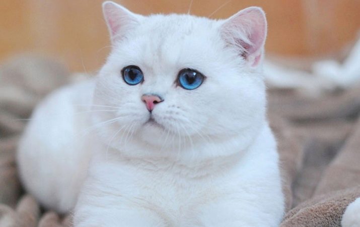 Какая порода кошки если она белая с голубыми глазами