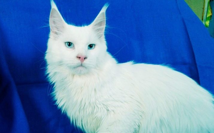 Фотографии породы белых кошек с голубыми глазами