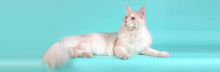 Порода кошек мэйкун белая