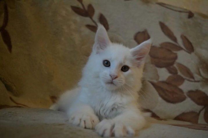 Белые кошки породы мэйкун фото