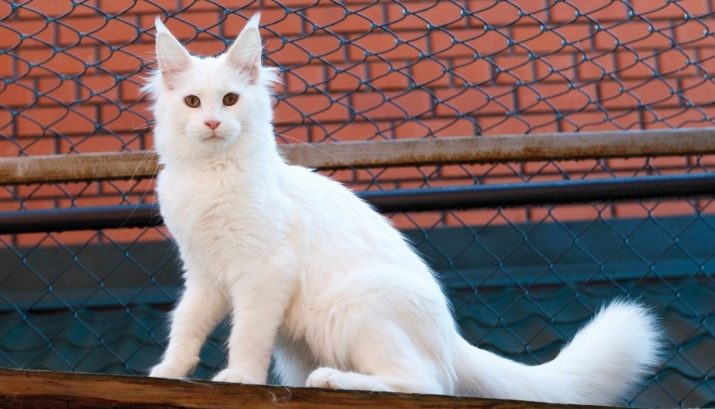 Порода кошек мэйкун белая